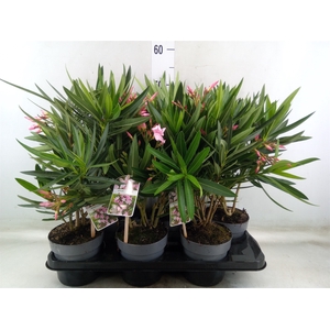 Nerium oleander   ...