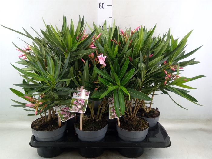 <h4>Nerium oleander   ...</h4>