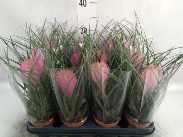 <h4>Tillandsia cyanea 'Anita'</h4>