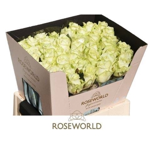 R Gr White Naomi Roseworld