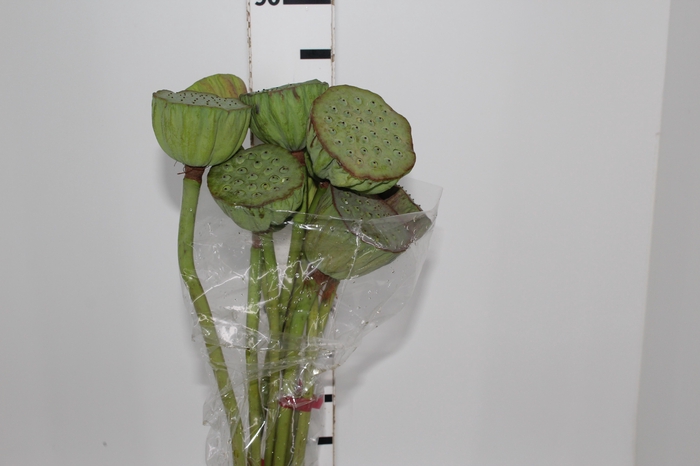 <h4>SEMENTE DE LOTUS</h4>