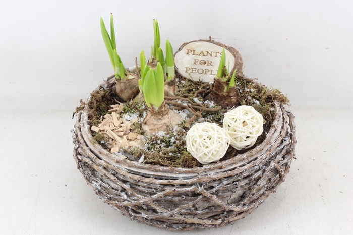 <h4>arr4 Bollenmix DT - Hout tak rond</h4>