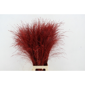 Gras Panic Warrior Red