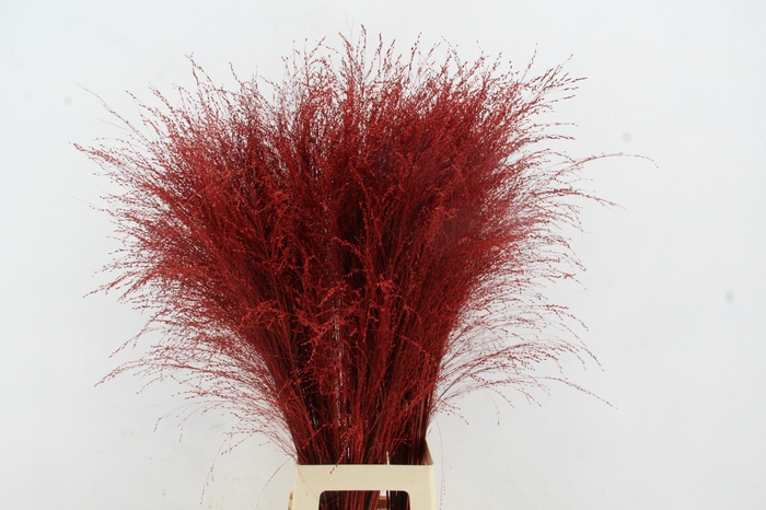 <h4>Gras Panic Warrior Red</h4>