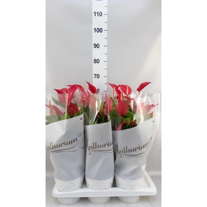 ANTHURIUM  'BANDEROLA ROJA'