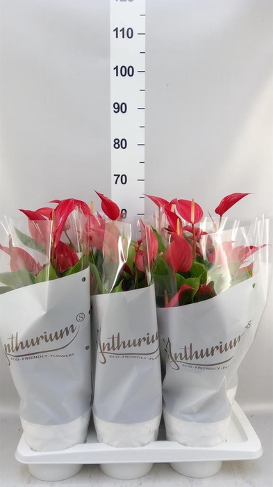 <h4>ANTHURIUM 'BANDEROLA ROJA'</h4>