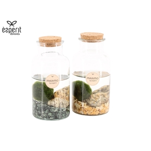 90530: Marimo arrangement