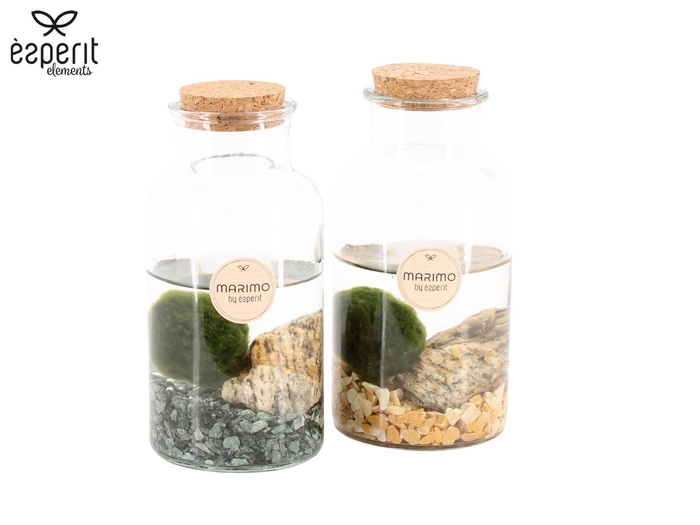 <h4>90530: Marimo arrangement</h4>
