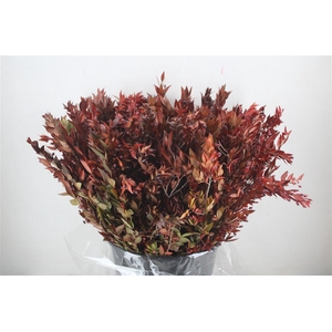 Myrthe Berry Red P Bunch