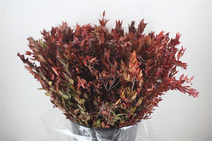 <h4>Myrthe Berry Red P Bunch</h4>