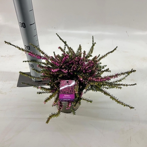 Erica darl. 'Kramer's Rote'