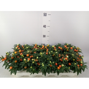 Solanum pseudocapsicum