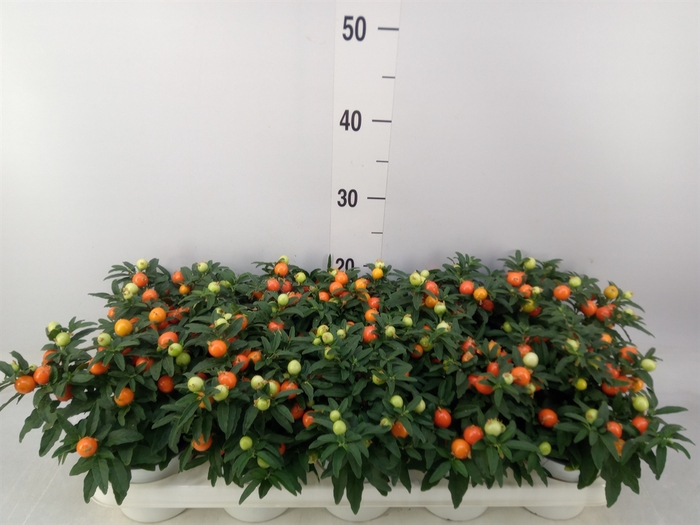 <h4>Solanum pseudocapsicum</h4>