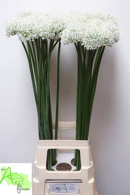 <h4>ALLIUM MOUNT EVEREST</h4>