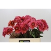 Dahlia Salmon Runner