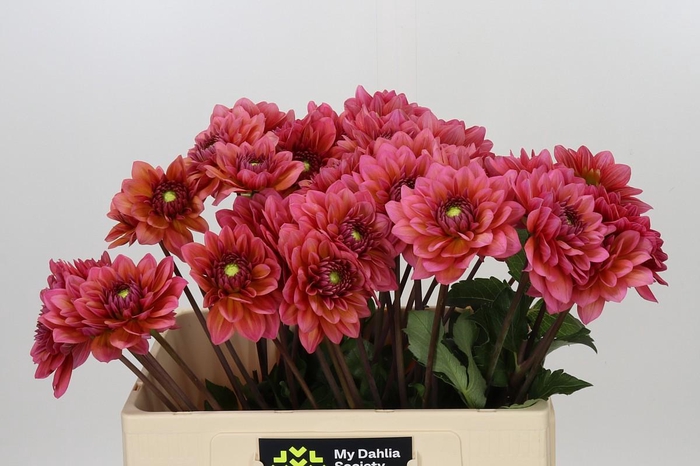 <h4>Dahlia Salmon Runner</h4>