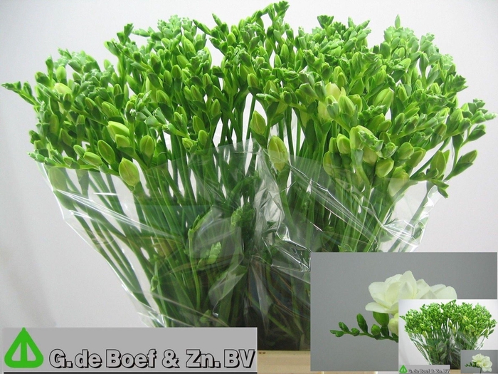 <h4>Freesia du Essence</h4>