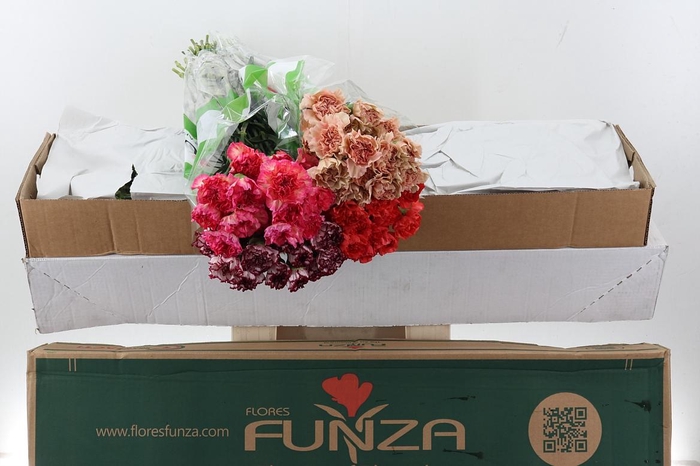 <h4>Di St Div Mix B main</h4>