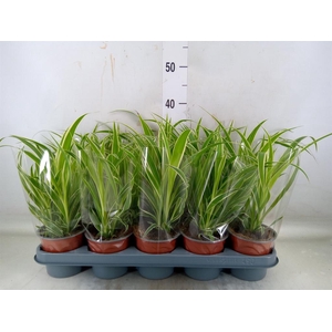 Chlorophytum com. 'Vittatum'