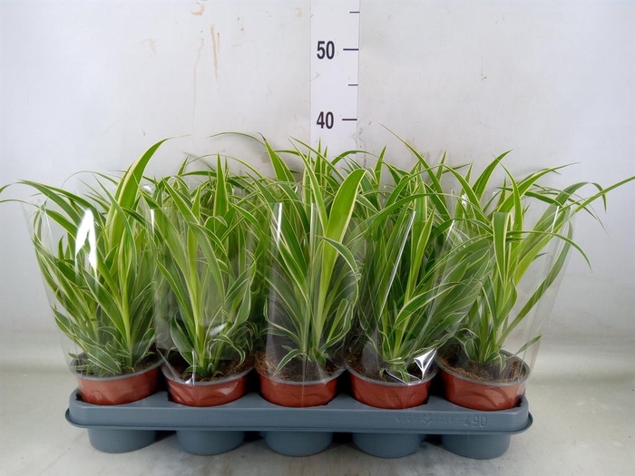 <h4>Chlorophytum com. 'Vittatum'</h4>