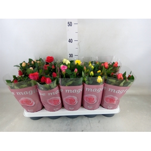 Rosa  'Beau Monde'   ...mix