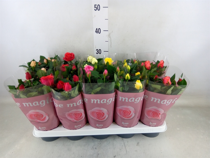 <h4>Rosa  'Beau Monde'   ...mix</h4>
