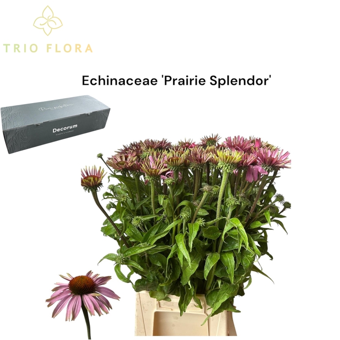 <h4>ECHI PURPUREA Prairie Splendor Big Box 120</h4>