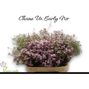 CHAME UN EARLY NIR
