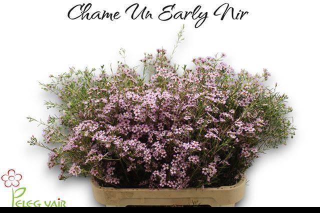 <h4>CHAME UN EARLY NIR</h4>