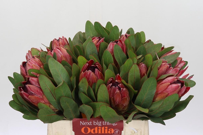 Protea Silvia