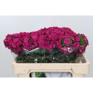 Dianthus Br Kiwi Fuchsia XXL