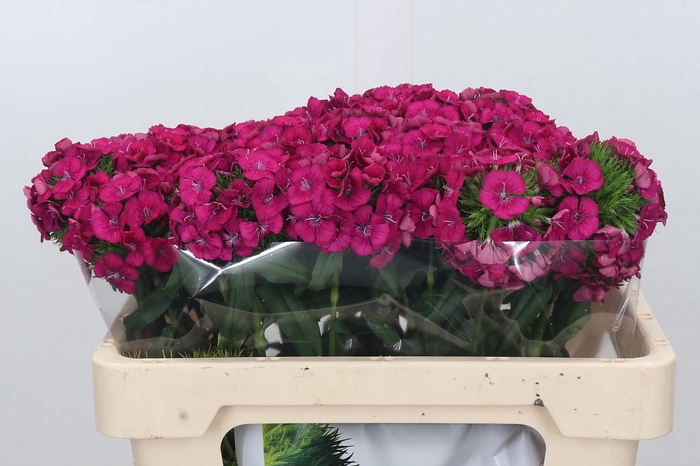 <h4>Dianthus Br Kiwi Fuchsia XXL</h4>