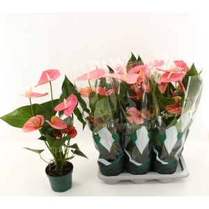 Anthurium Andreanum Colorado 17Ø 65cm 5fl