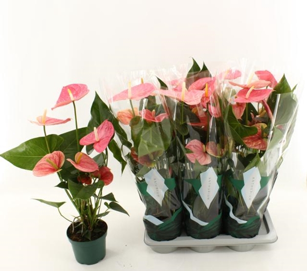 Anthurium Andreanum Colorado 17Ø 65cm 5fl