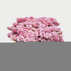 Rosa spray leila