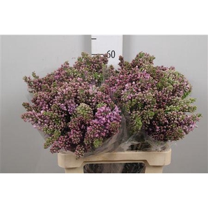 Syr V R V Horstenst 4+