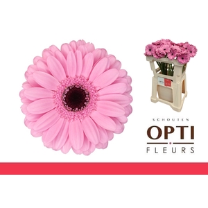 Germini Talent Water