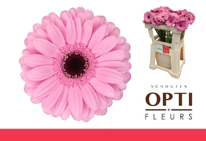 <h4>Germini Talent Water</h4>