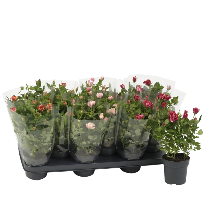 <h4>Nolina Roses Ø 10.5 cm Mix Blanco sleeve</h4>