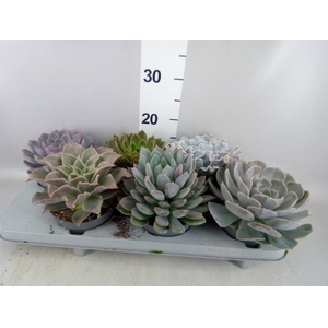 Echeveria   ...mix