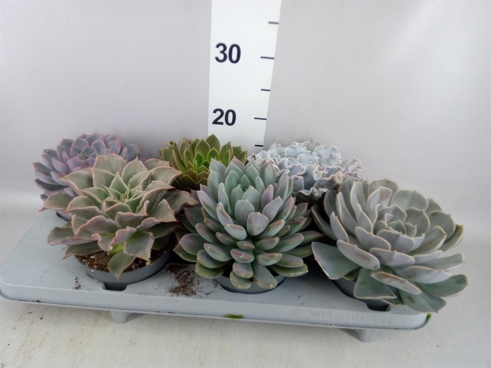 <h4>Echeveria   ...mix</h4>