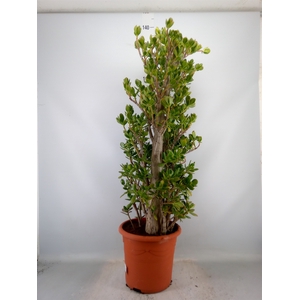 Crassula ovata