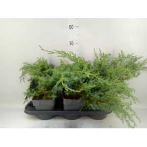 Juniperus squamata 'Blue Swede'