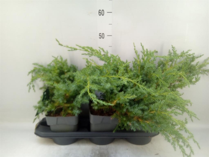 <h4>Juniperus squamata 'Blue Swede'</h4>