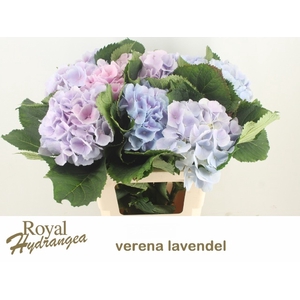 HYDR M CH VERENA BL