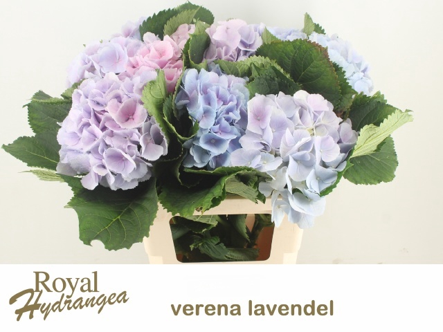 <h4>HYDR M CH VERENA BL</h4>