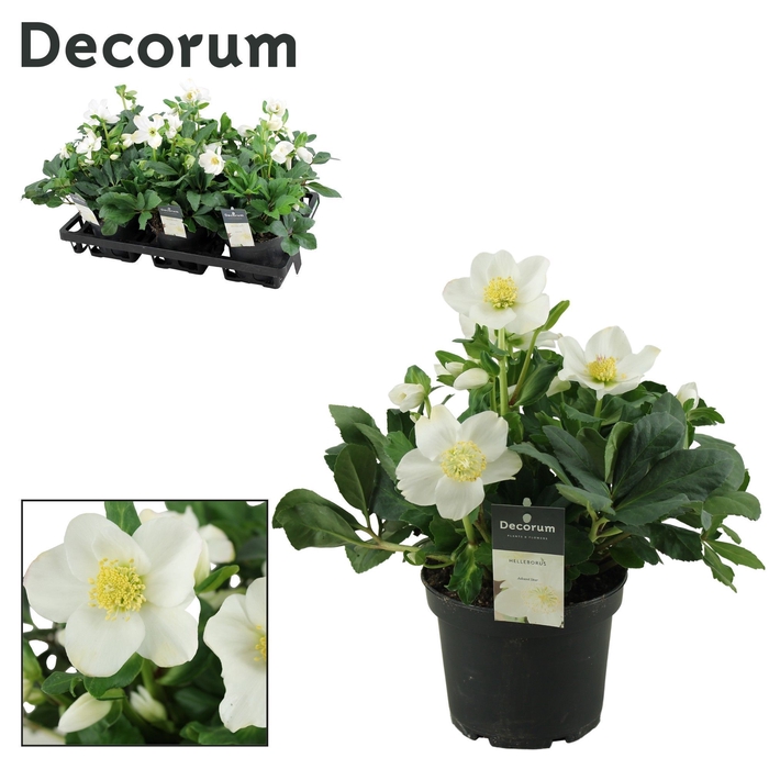 <h4>Helleborus Advent Star XL Decorum</h4>