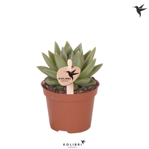 Kolibri Greens Succulenten Echeveria Nekkar