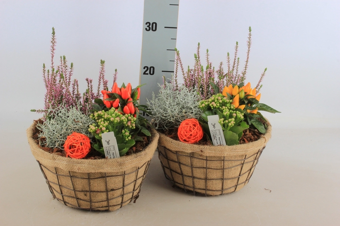 <h4>ARR TUINPLANTEN</h4>