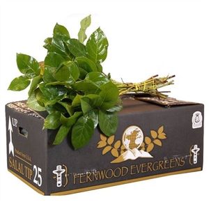 Salal Tip